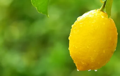تصویر 3 از راهنمای خرید لیمو شیرین جعبه ای + قیمت عالی